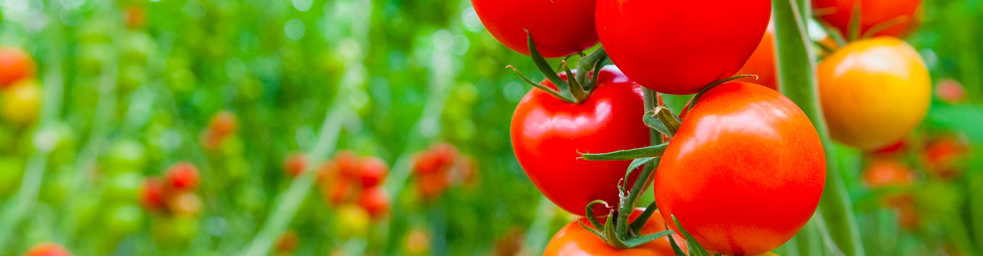 自然と科学で、農の未来を耕す