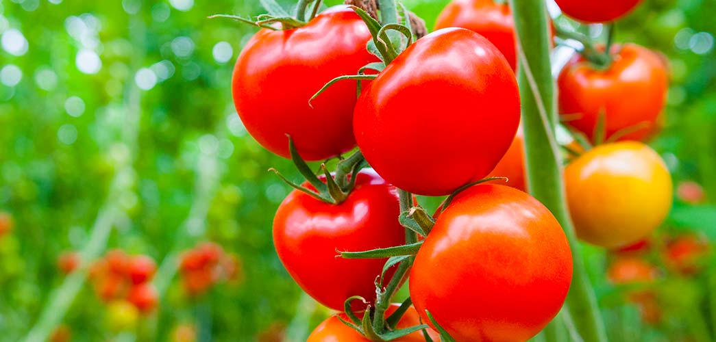 自然と科学で、農の未来を耕す