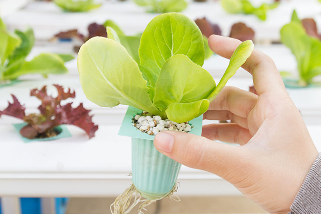 栽培用資材、栽培キットの製造・販売の画像